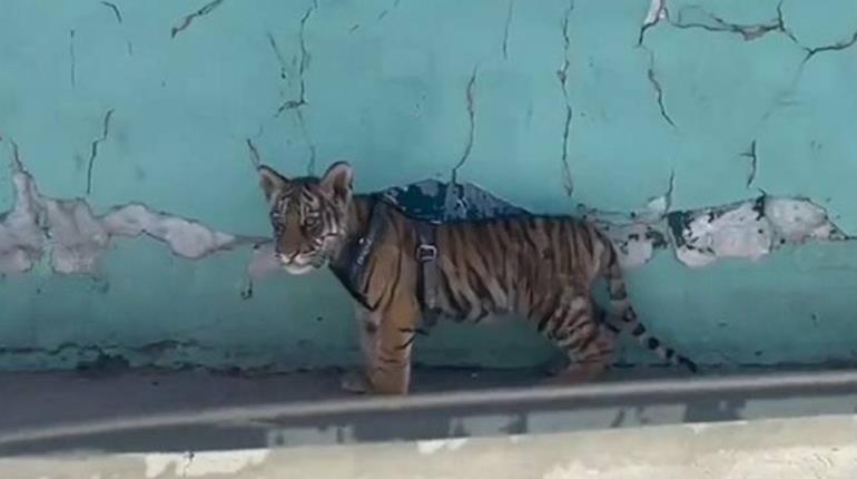 Graban a tigre cachorro deambulando por calles de Durango