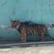 Graban a tigre cachorro deambulando por calles de Durango