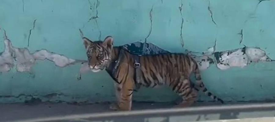 Graban a tigre cachorro deambulando por calles de Durango