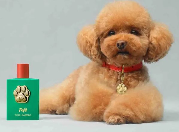 Dolce&Gabbana lanza perfume para perritos con valor de más de 100 dólares