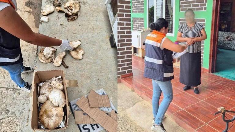 Se intoxica familia tras consumir hongos silvestres en Chiapas