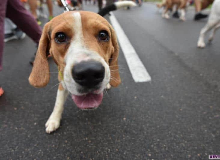 City Center tendrá primer Pet Fest en beneficio de protectoras de animales