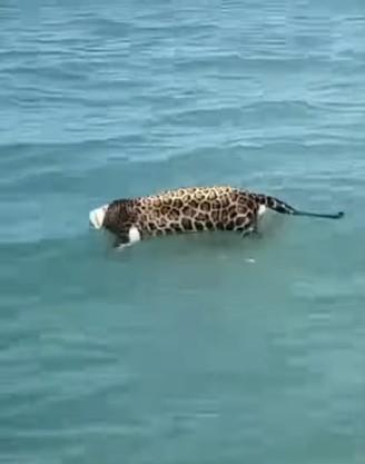 Encuentran a jaguar decapitado flotando en el mar frente a Ciudad del Carmen