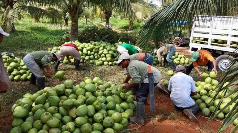 Industria coprera en Tabasco se extinguiría pronto si no recibe apoyos