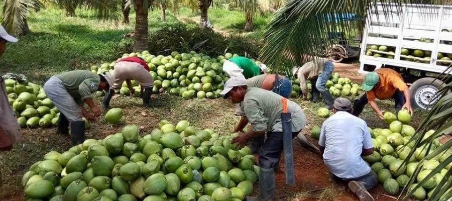 Industria coprera en Tabasco se extinguiría pronto si no recibe apoyos