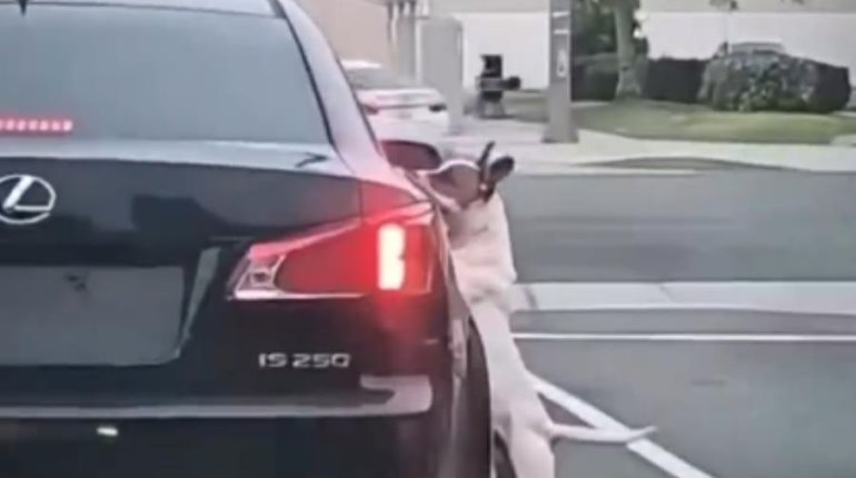 Perrito es abandonado en la calle y persigue desesperadamente a sus dueños en California