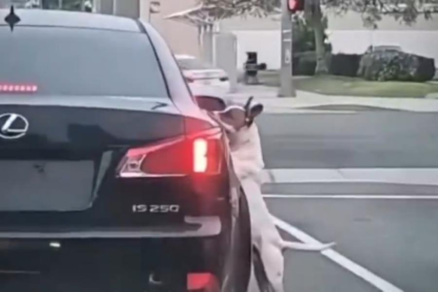 Perrito es abandonado en la calle y persigue desesperadamente a sus dueños en California