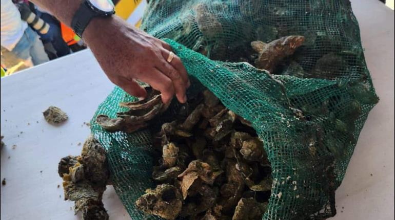 Se mantiene veda de ostión por coliformes fecales en Paraíso