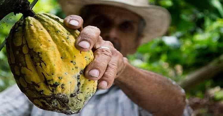 Sequía y demanda de industriales propició desabasto de cacao: Productores