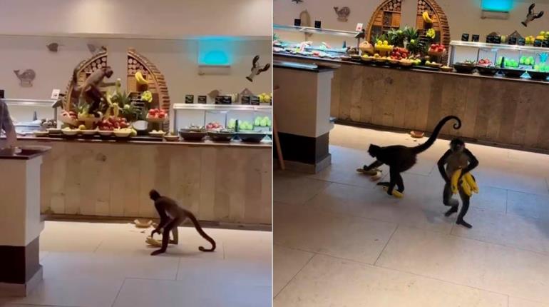 Monos ´roban´ plátanos de buffet en hotel de Quintana Roo