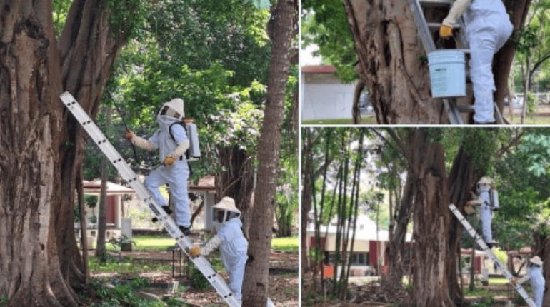 Retiran panal de abejas africanas en árbol del recreativo de Atasta