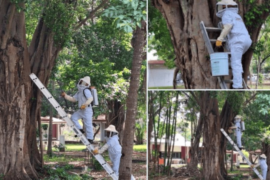 Retiran panal de abejas africanas en árbol del recreativo de Atasta