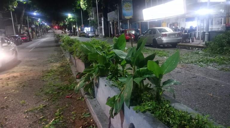 Tromba derriba árbol en Paseo Tabasco; Personal de Protección Civil retiró las ramas