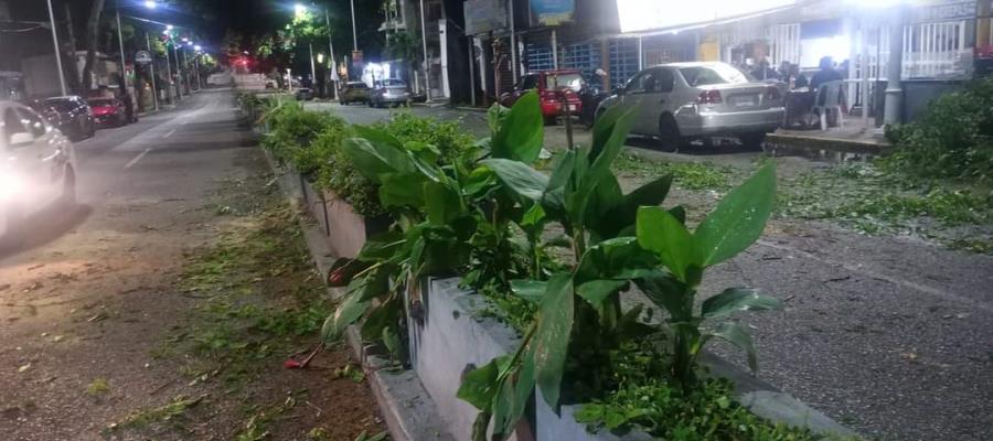 Tromba derriba árbol en Paseo Tabasco; Personal de Protección Civil retiró las ramas