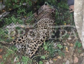 Capturan a jaguar que deambulaba por basurero en Pacula, Hidalgo