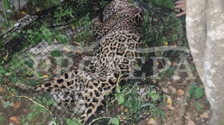 Capturan a jaguar que deambulaba por basurero en Pacula, Hidalgo