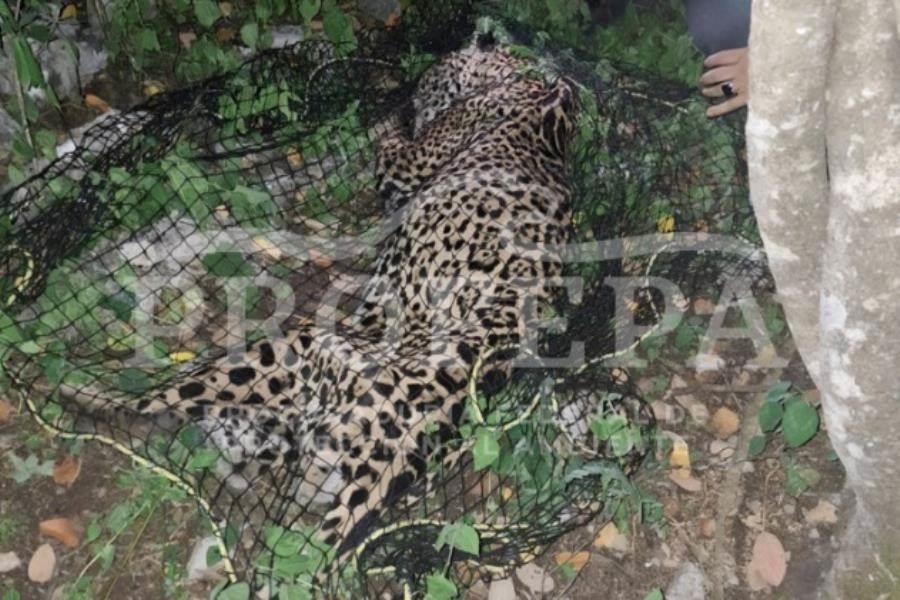 Capturan a jaguar que deambulaba por basurero en Pacula, Hidalgo