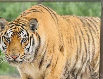 Se escapa tigre de Quinta La Fauna en Reynosa, Tamaulipas