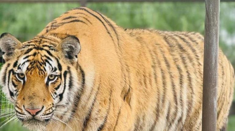 Se escapa tigre de Quinta La Fauna en Reynosa, Tamaulipas