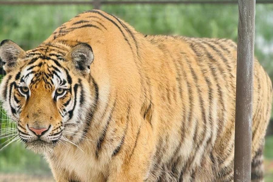 Se escapa tigre de Quinta La Fauna en Reynosa, Tamaulipas