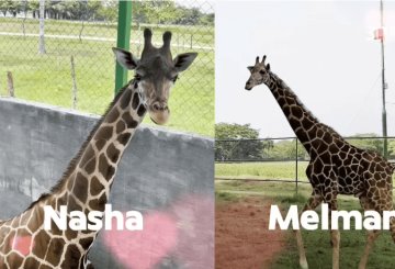 Nasha y Melman, la apuesta del Yumká para la preservación de las jirafas