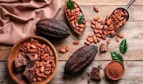 Cacao ya no volverá a su mismo precio: Hacienda La Luz