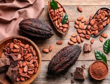 Cacao ya no volverá a su mismo precio: Hacienda La Luz