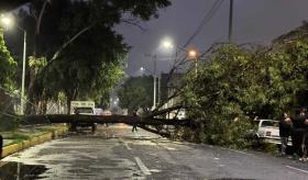 Lluvias provocan la caída de decenas de árboles en Edomex y la CDMX