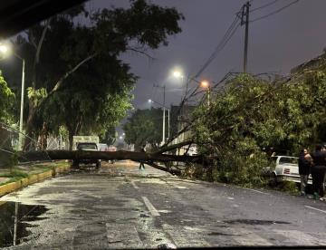 Lluvias provocan la caída de decenas de árboles en Edomex y la CDMX