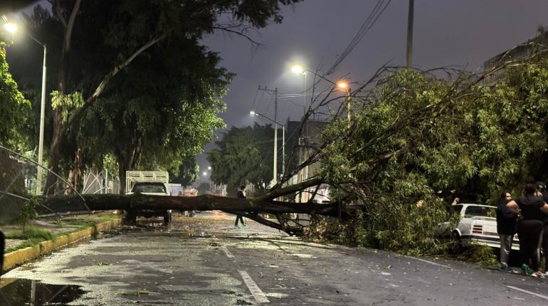 Lluvias provocan la caída de decenas de árboles en Edomex y la CDMX