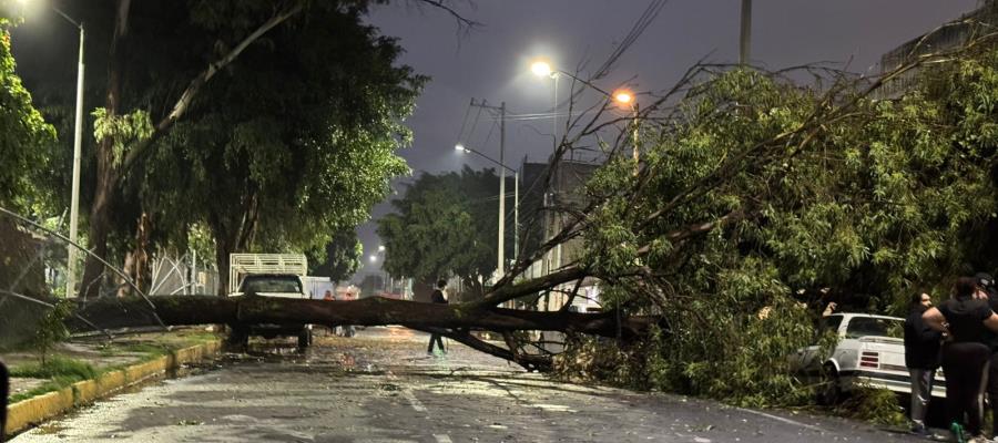 Lluvias provocan la caída de decenas de árboles en Edomex y la CDMX