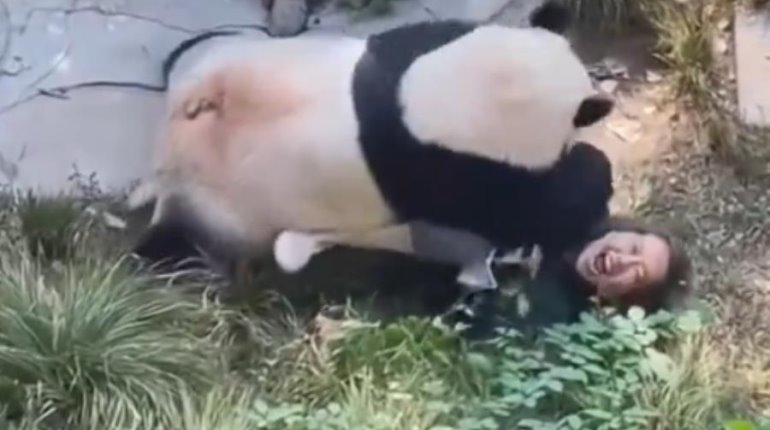 Panda ataca a cuidadora en zoológico de China