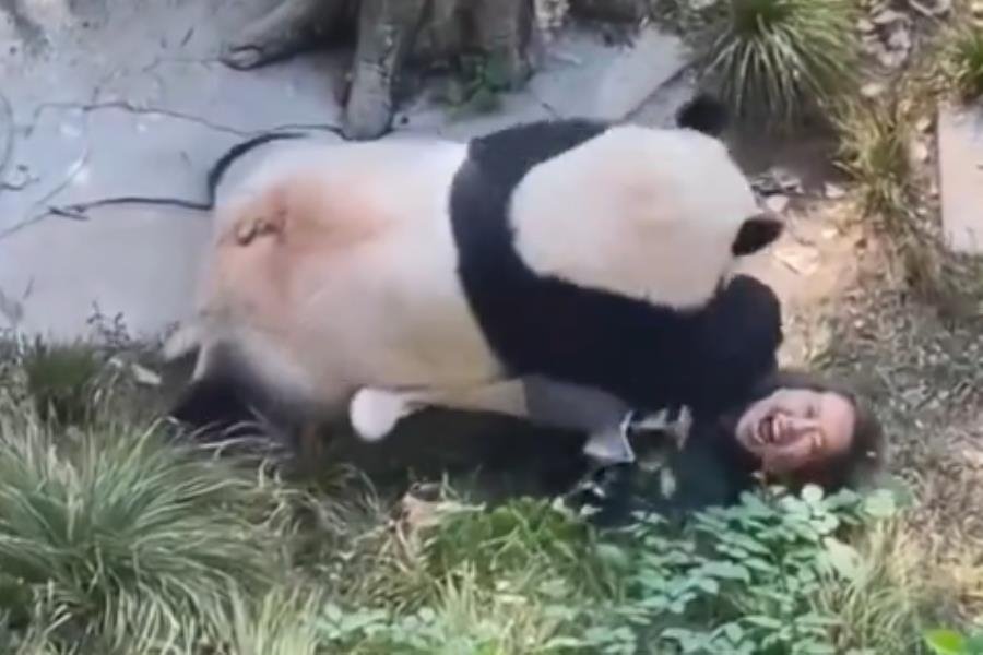 Panda ataca a cuidadora en zoológico de China