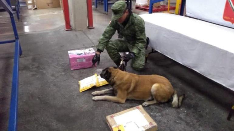 Asegura Guardia Nacional paquetes de droga en hangar de empresa de mensajería, en Aeropuerto de Tijuana