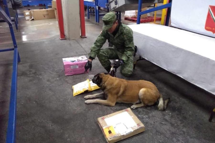 Asegura Guardia Nacional paquetes de droga en hangar de empresa de mensajería, en Aeropuerto de Tijuana