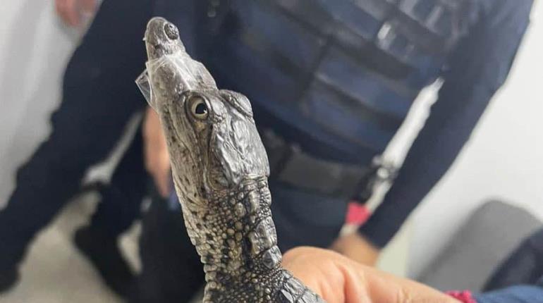 Rescatan a 2 cocodrilos bebés deambulando en Metro de CDMX