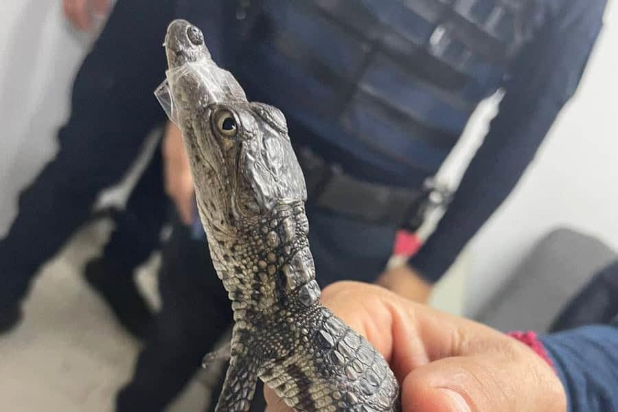 Rescatan a 2 cocodrilos bebés deambulando en Metro de CDMX