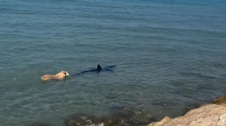 Perrito ahuyenta a tiburón de playas en Alicante, España