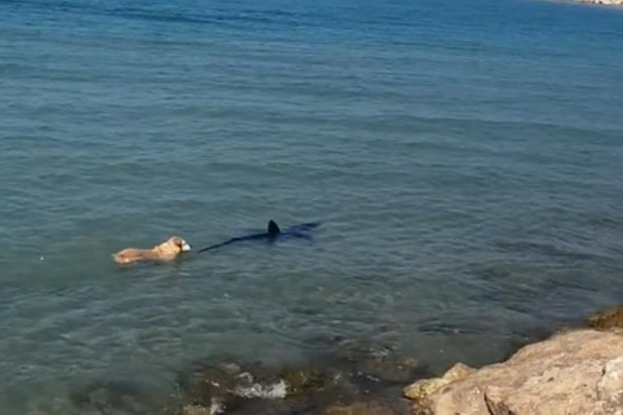 Perrito ahuyenta a tiburón de playas en Alicante, España