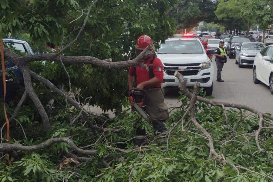 Colapsa rama sobre Usumacinta y complica circulación vehicular