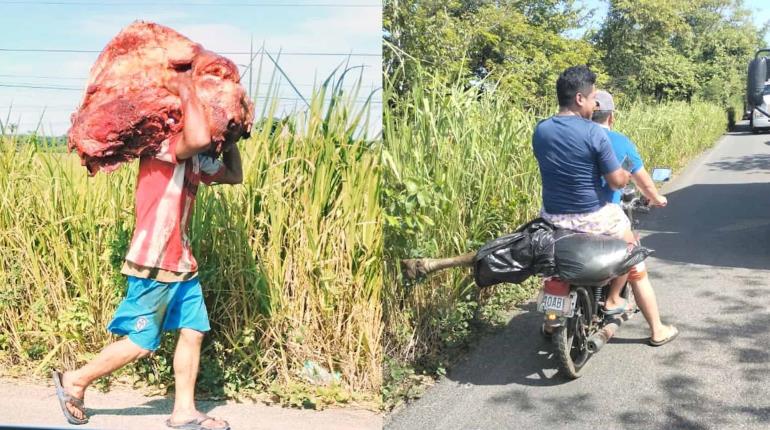 ¡El colmo! Destazan reses de tráiler volcado en la Huimanguillo-Estación Chontalpa