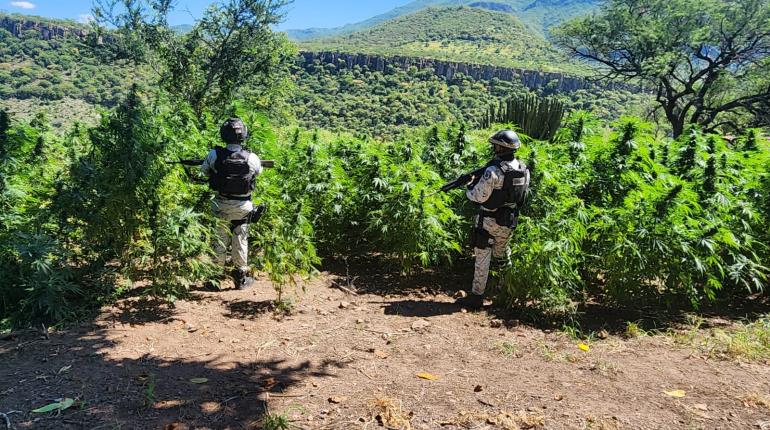 Ubica y destruye GN plantíos de posible marihuana en Jalisco