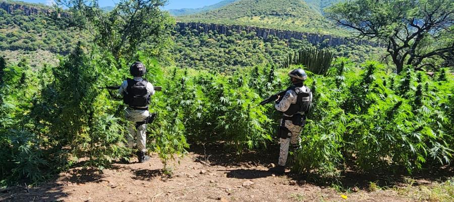 Ubica y destruye GN plantíos de posible marihuana en Jalisco