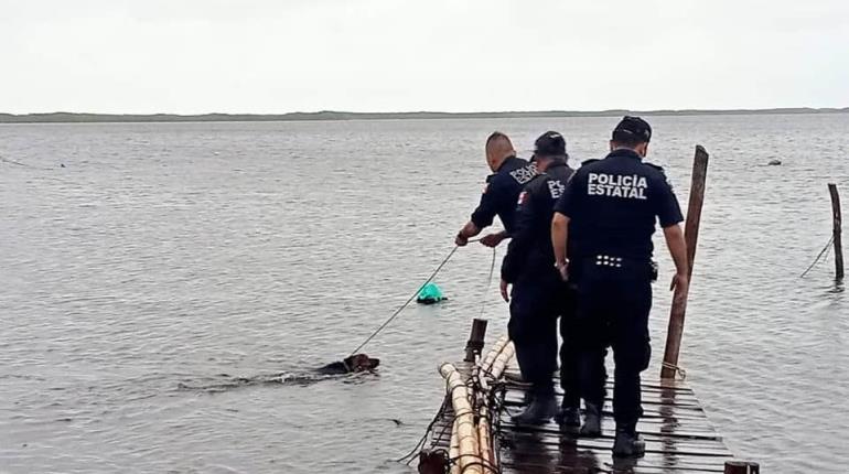 Rescatan a perrito amarrado al muelle de Río Lagartos, en Yucatán