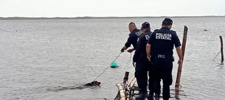 Rescatan a perrito amarrado al muelle de Río Lagartos, en Yucatán