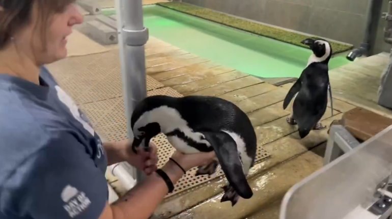 Reubican a pingüinos de Acuario de Florida ante impacto de ´Milton´