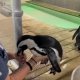 Reubican a pingüinos de Acuario de Florida ante impacto de ´Milton´