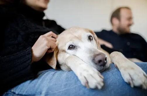 Presentan iniciativa en el Congreso para custodias compartidas en mascotas