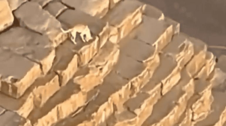 Perrito es grabado merodeando en la cima de pirámide en Guiza