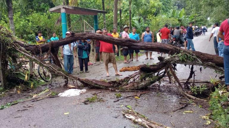 Joven pierde la vida tras caerle un árbol en Comalcalco